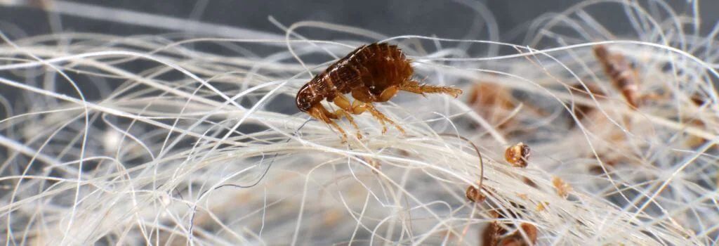 Close-up of fleas on pet fur