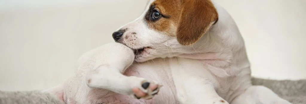Puppy biting its paw while resting