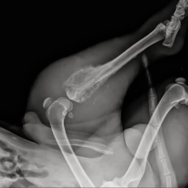 X-ray image of a pet’s hind leg and hip area