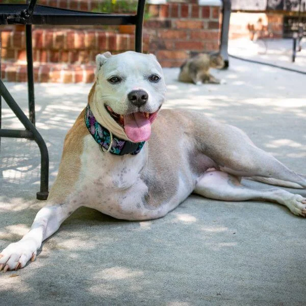 White dog lying on a patio outdoors