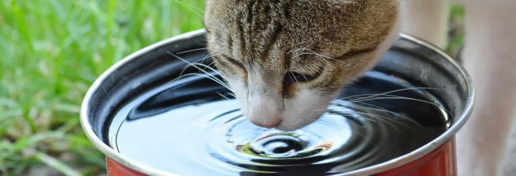 Cat drinking water from a bowl outdoors