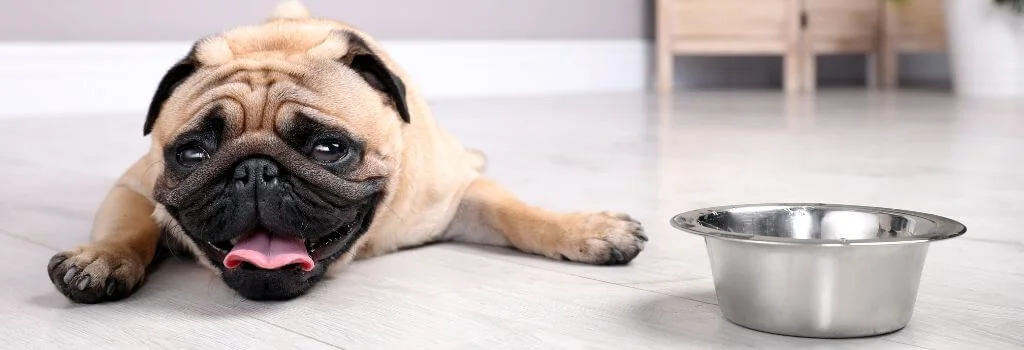 Pug lying on the floor next to an empty food bowl