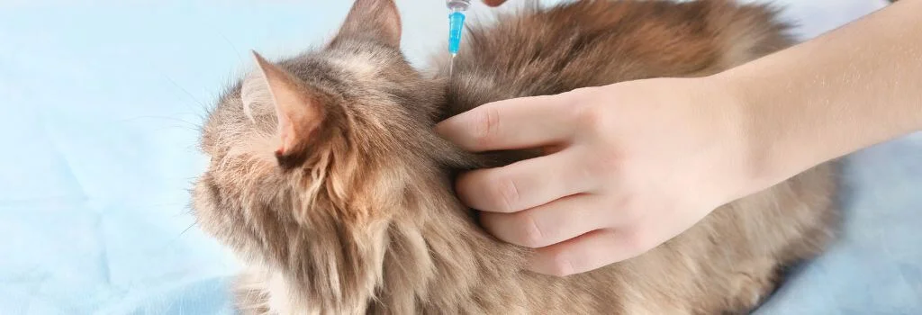 Hand injecting a cat