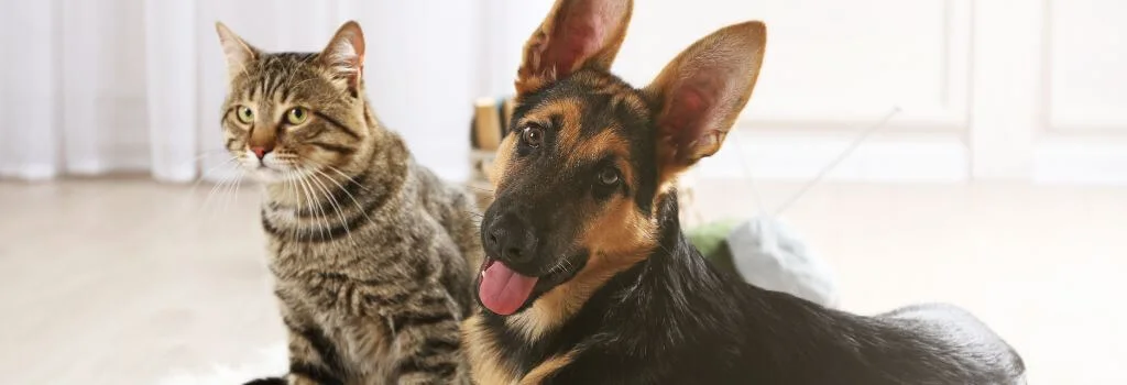 Tabby cat sitting next to a German shepherd at home