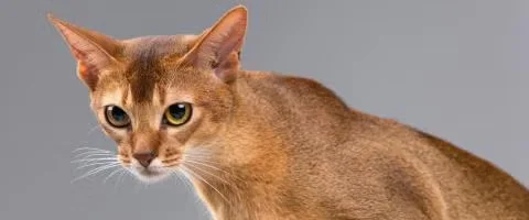 orange cat staring