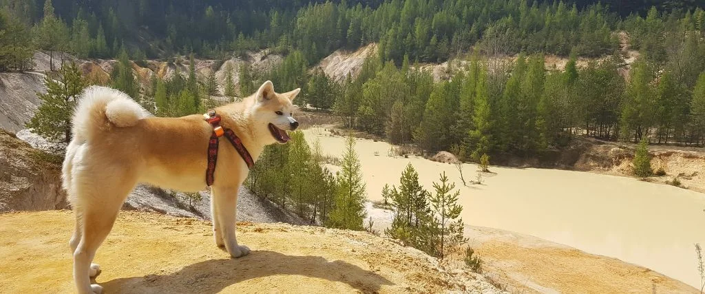 akita dog standing outdoor