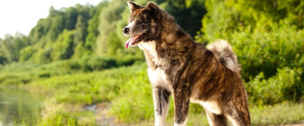 akita dog standing outdoors in a green field