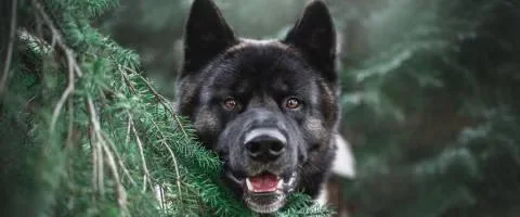 akita in tree