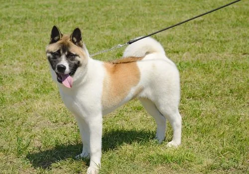akita dog standing outdoors in a green field