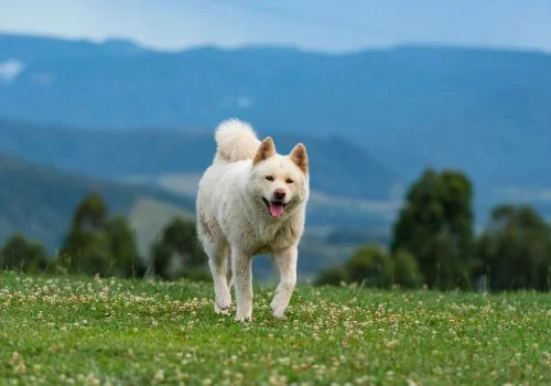 akita dog standing outdoors in a green field