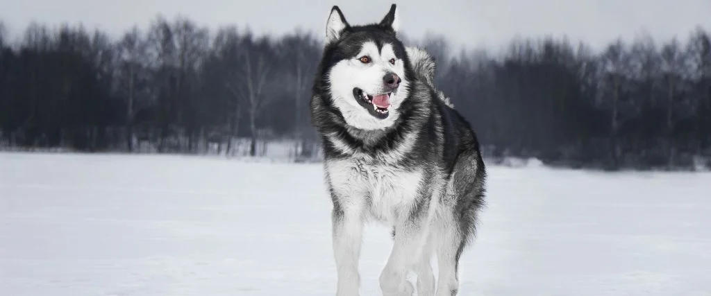 alaskan dog standing in snow outdoor