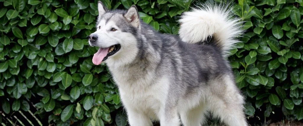 alaskan dog standing outdoor