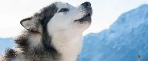 alaskan dog outdoor
