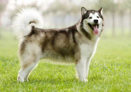 alaskan dog standing outdoors in a green field