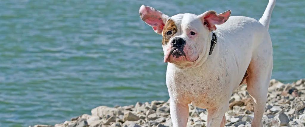american bulldog standing outside of the beach