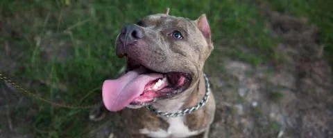 american pit bull sitting outdoor