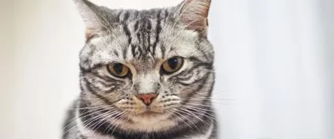 cat staring