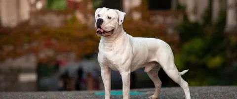 american bulldog standing outdoor