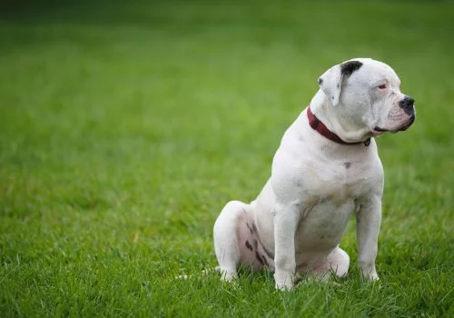 american bulldog sitting outdoors in green field