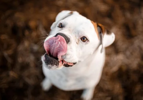 american bulldog staring at the camera