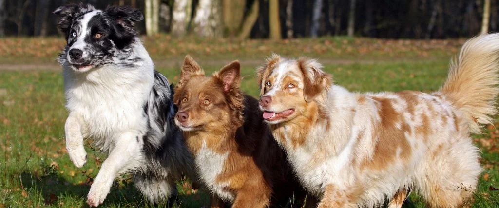 australian shepherds playing outdoors
