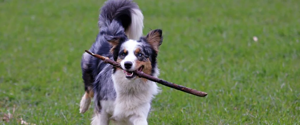 australian shepherds playing with stick