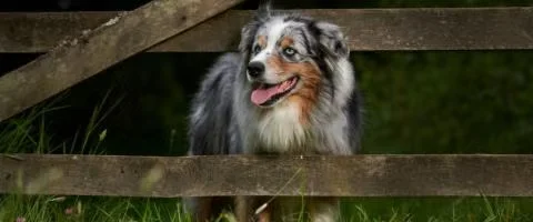 australian shepherd dog standing outdoor