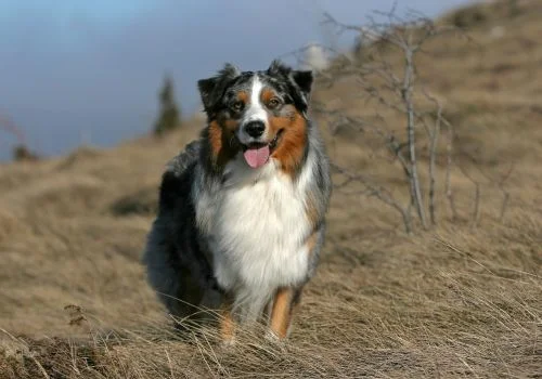 australian shepherds standing outside