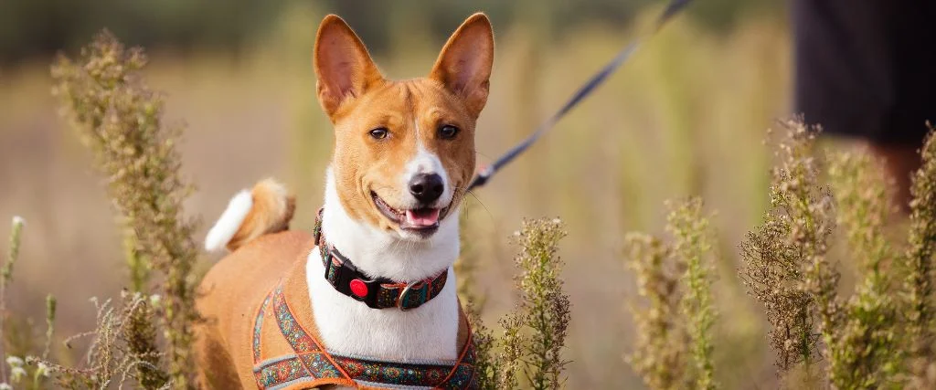 basenji staring outdoor