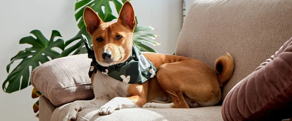 basenji dog sitting in the couch
