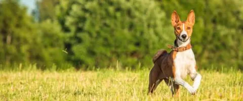 basenji dog playing outside