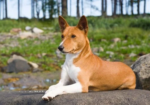 basenji dog sitting outside
