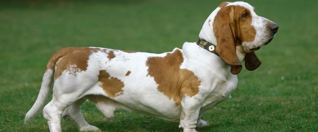 basset dog standing in green grass outdoor