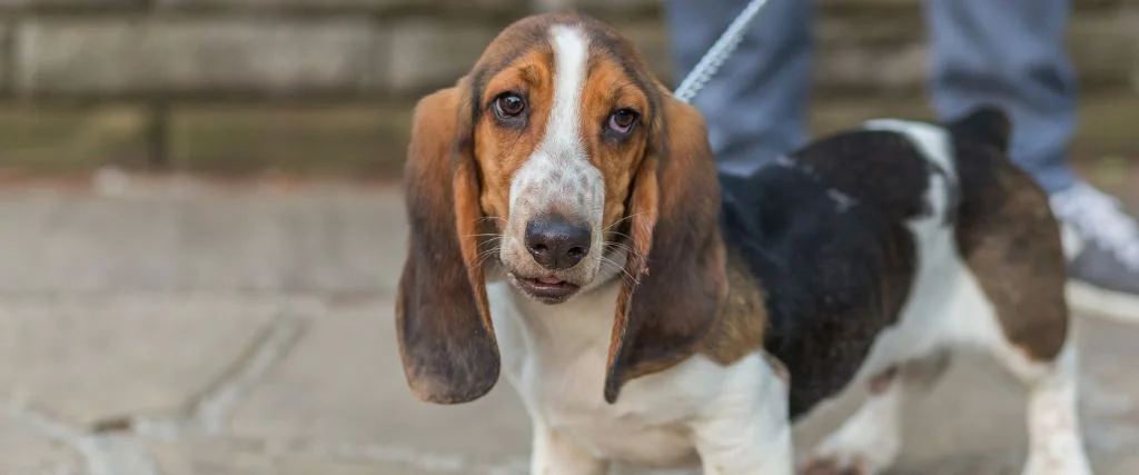 basset dog staring outdoor