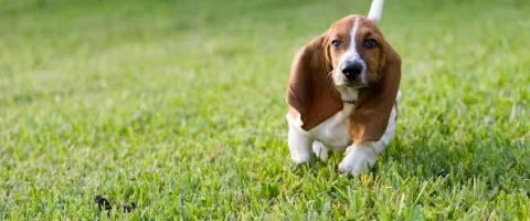 bassethound running in the green field