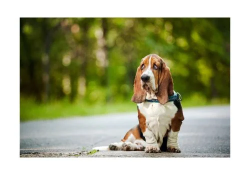 basset dog sitting in outdoor