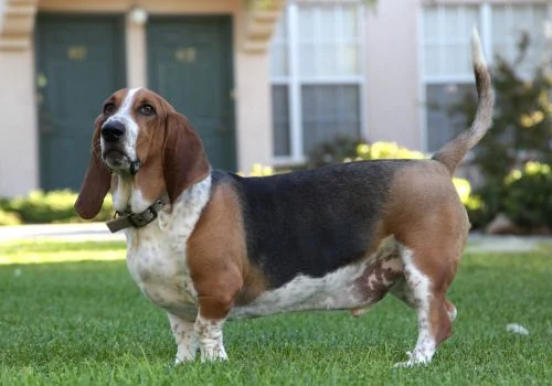 bassethoud standing in a grass outdoor
