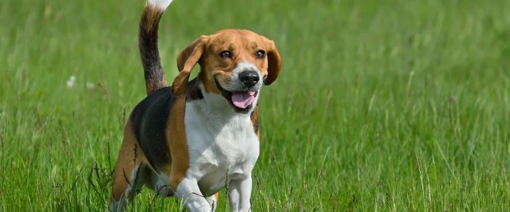 beagle breed running in green grass outdoor
