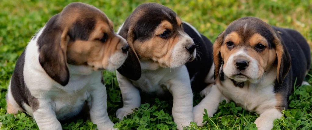 beagle puppies in green grass outdoor
