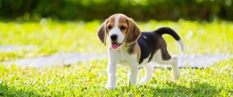 beagle running in the green field