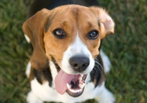 beagle in green grass outdoor staring