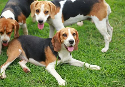 beagles dog playing in green grass outdoor