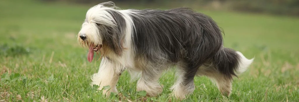 bearded running in green grass outdoor