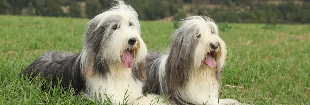 two bearded dog sitting in green grass outdoor