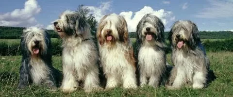 breaded collie dogs standing outdoors
