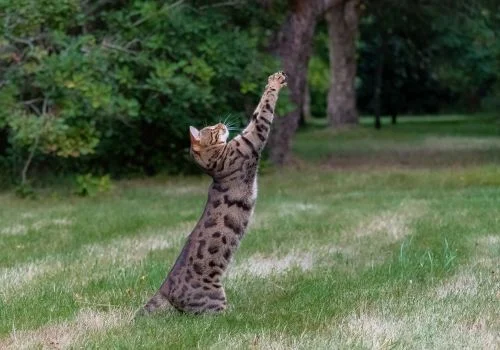 bengal playing outdoors