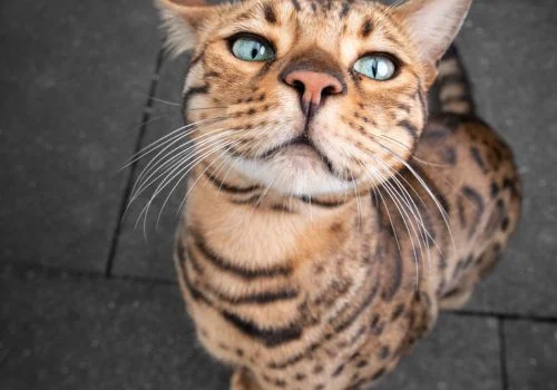 bengal cat staring at the camera