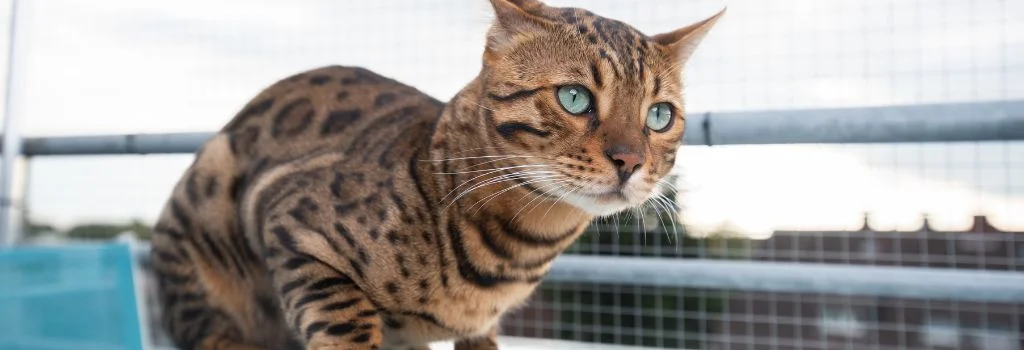 bengal cat sitting outdoors