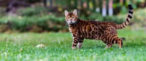 bengal cat in outdoor