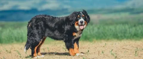 bernese dog in mountain standing